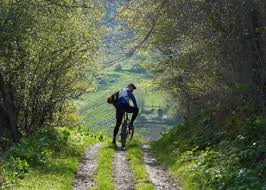 Mountain biking in Surrey